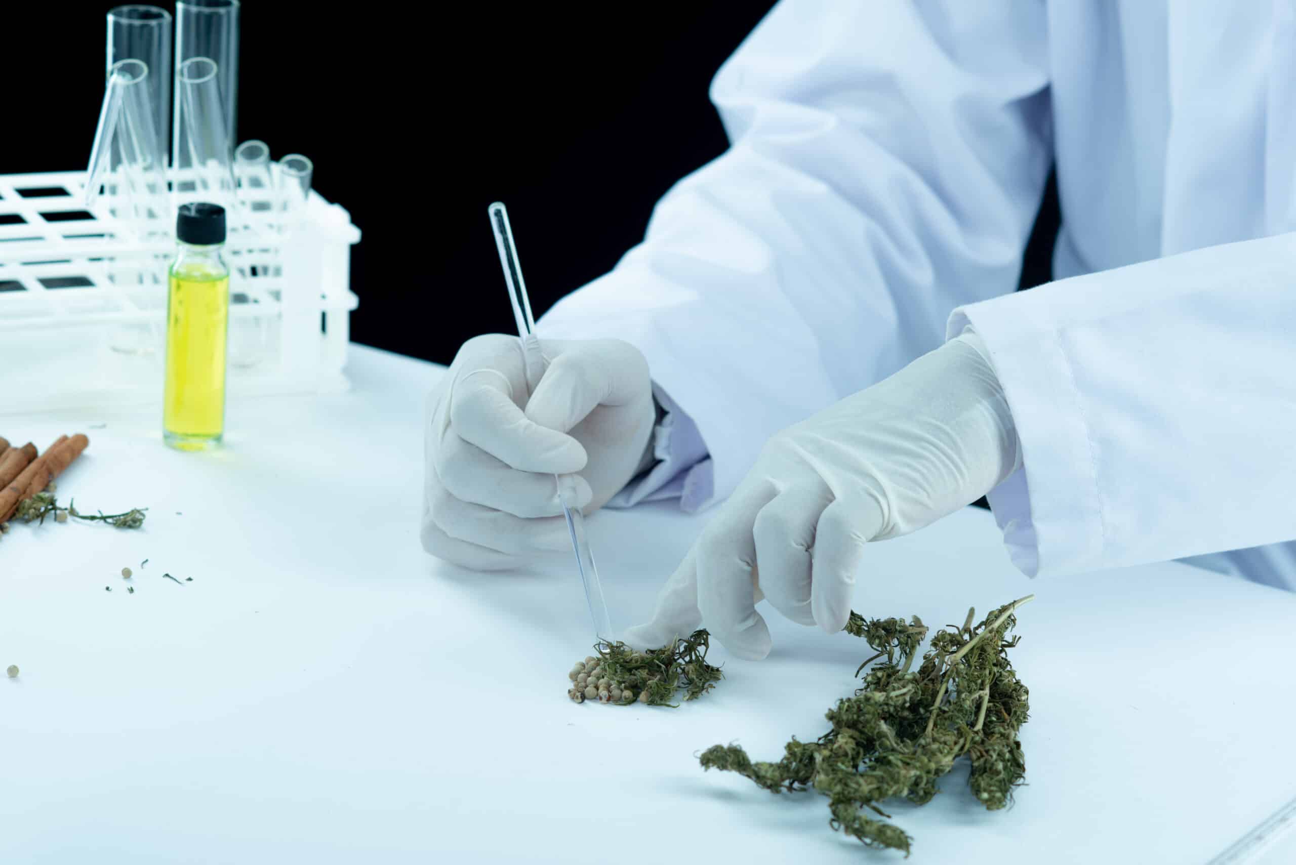 Cannabis e Saúde Humana  